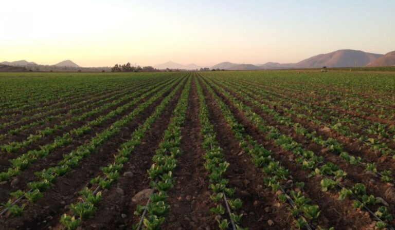 INDAP destinó más de $725 millones en ayuda para agricultores