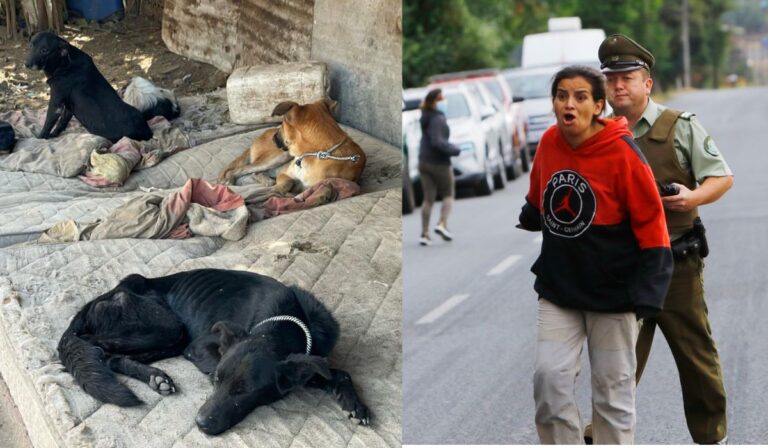 Más de cien perros fueron rescatados de supuesto refugio animalista en Curicó