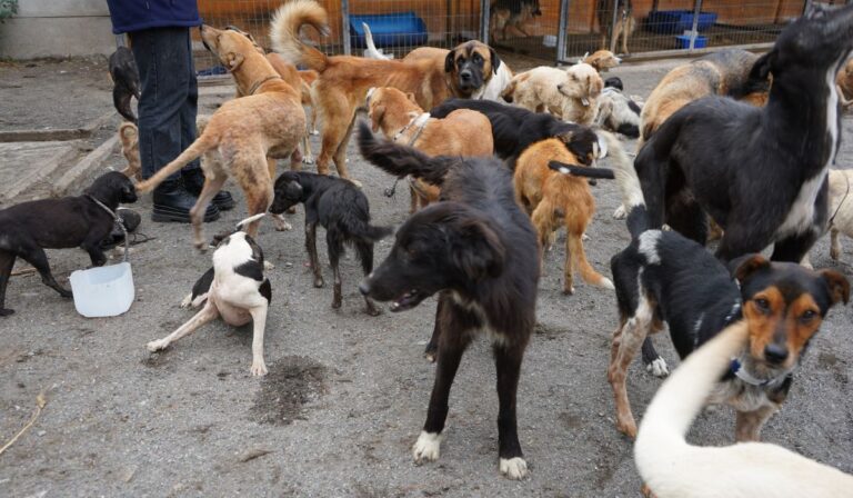 Perritos maltratados en refugio “Almas en el Camino” comienzan a sanar