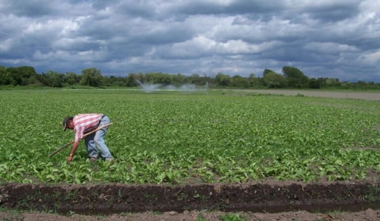 Agricultores de la Provincia de Linares recibieron ayuda económica