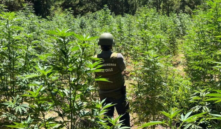 Carabineros OS-7 incautó más de 3 mil plantas de marihuana en San Clemente