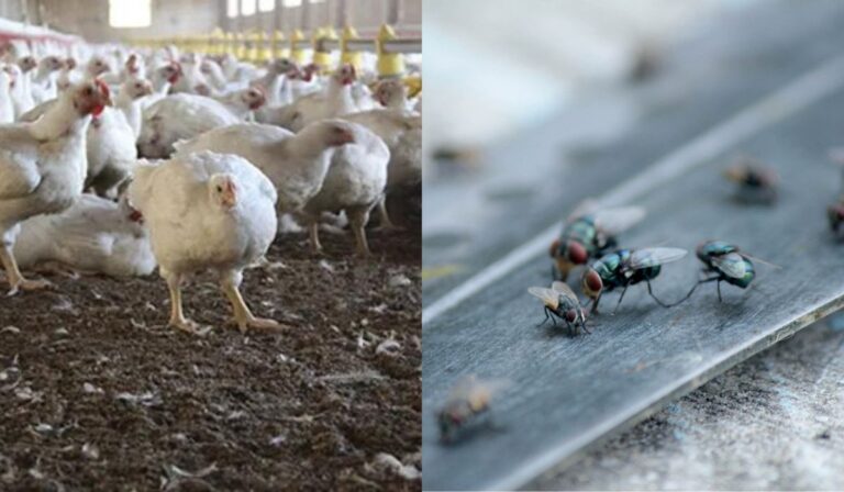 Plaga de moscas y malos olores afectan a vecinos de San Francisco