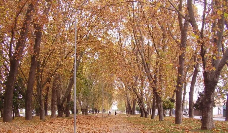 Autor de homicidio consumado en la Alameda de Curicó fue condenado a prisión