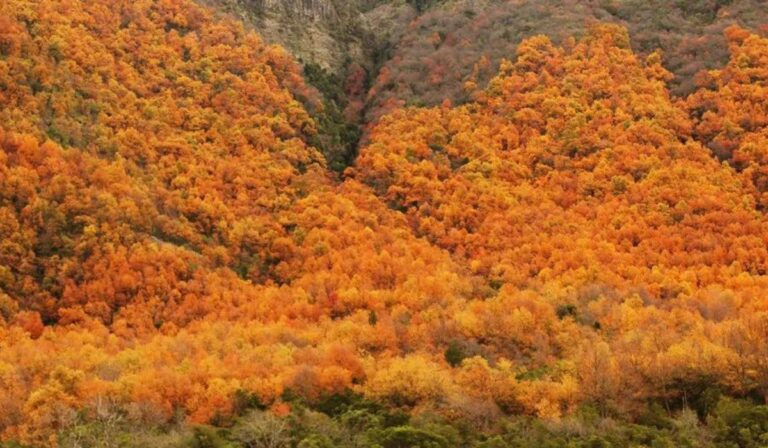 Días más cortos y fríos: Comenzó el otoño en el sur del planeta