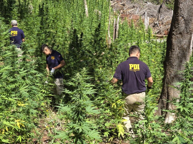 Linares: PDI incautó 4 mil 697 plantas de cannabis