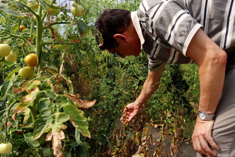 INDAP finalizó entrega de bonos en ayuda de agricultores en el Maule