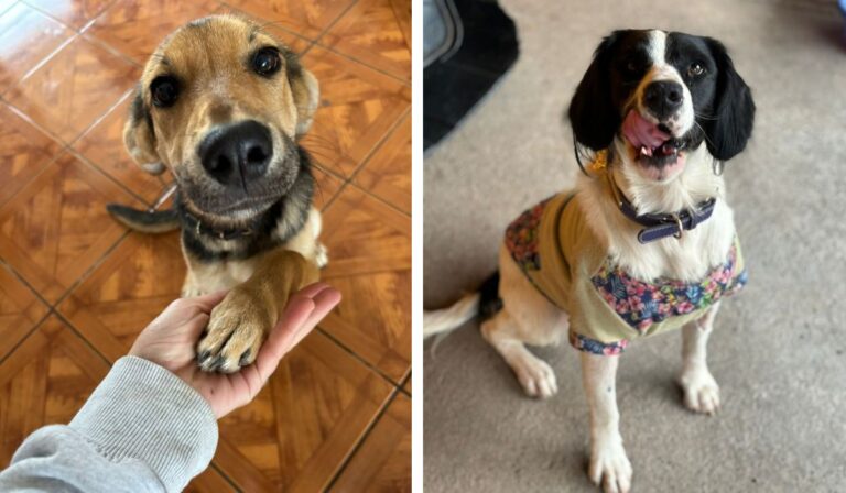 ¡Este domingo en Curicó! Nueva jornada de adopción a perritos rescatados de ex refugio