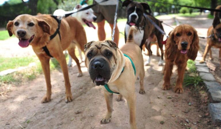 Carabineros de Talca invita a participar en caminata canina este domingo