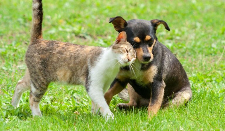 San Clemente: Realizarán operativos gratuitos para esterilizar a mil mascotas