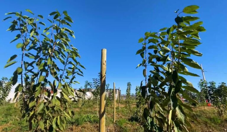 INACAP TALCA GRANJA AGRONOMIA
