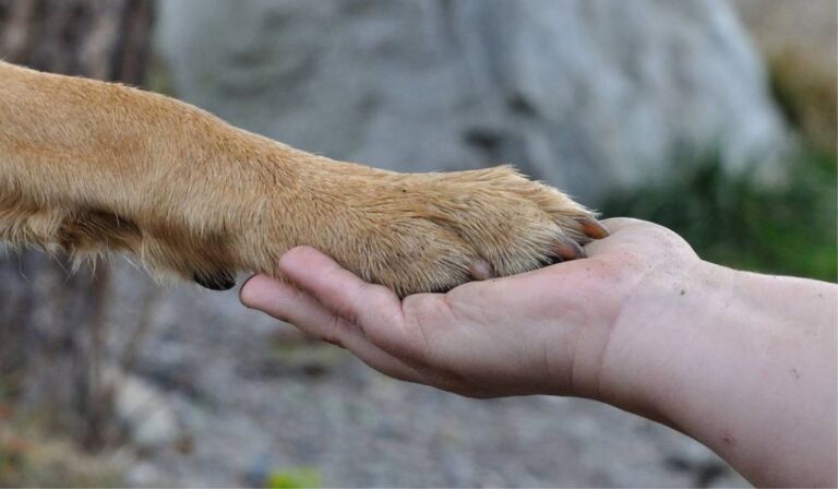 Convocatoria abierta: Gobierno Regional financiará proyectos de protección animal