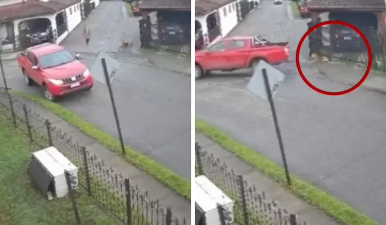 Hualpén: Cámara capta intento de atropello a perrito comunitario