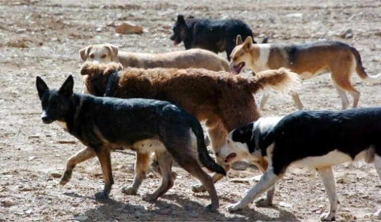 Cámara Baja rechazó con fuerza proyecto que permitía la caza de perros asilvestrados