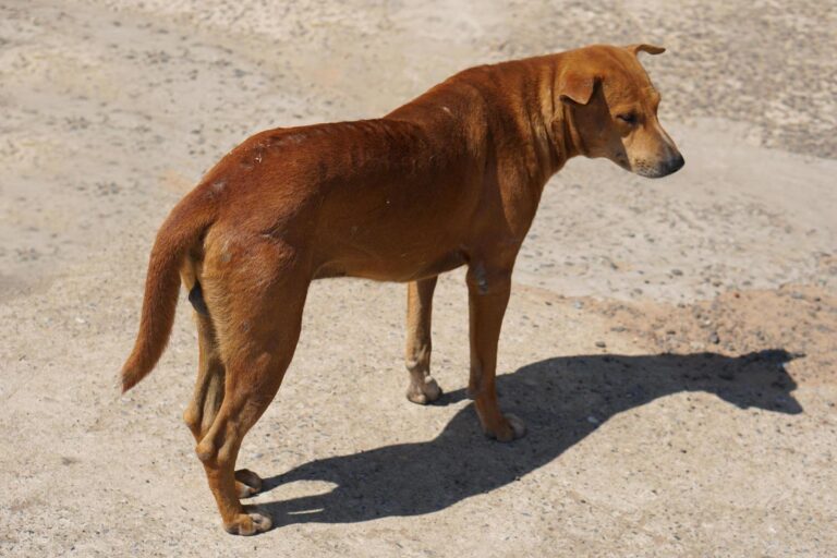 Hombre es condenado a prisión por matar cruelmente a un perro en Antofagasta