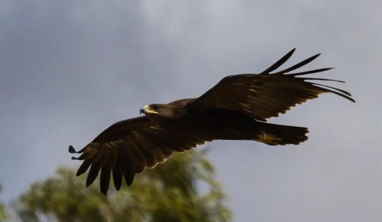 Científicos revelan cambios en la migración de aves durante guerra en Ucrania