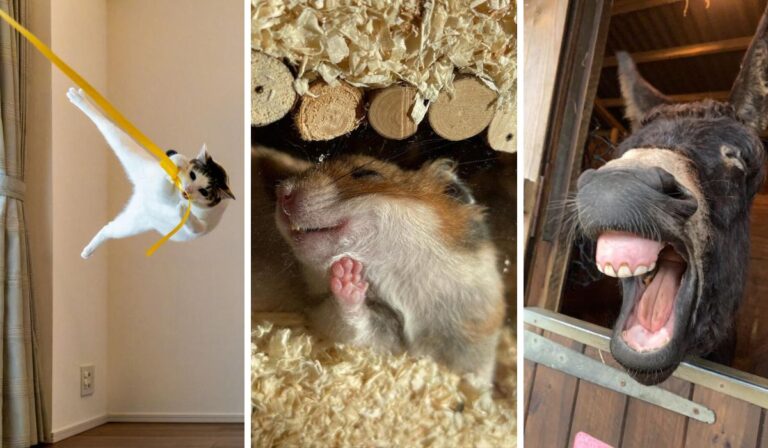 ¡No podrás aguantar la ternura! Mira las fotos más divertidas del Comedy Pet 2024