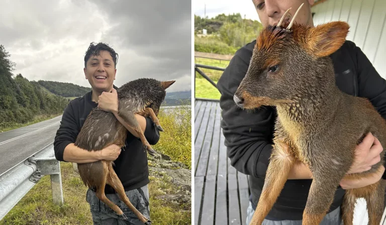 Región de Los Lagos: Joven rescató a Pudú tras ataque canino en Lago Huillinco