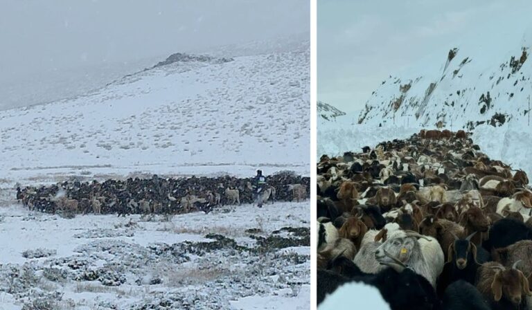 Miles de animales están atrapados en la cordillera hace más de 10 días