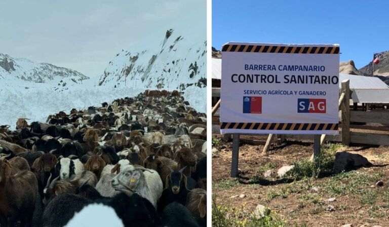 SAG sale del paso por ganado atrapado en la cordillera: “los arrieros deben bajar a sus animales antes del 30 de abril”