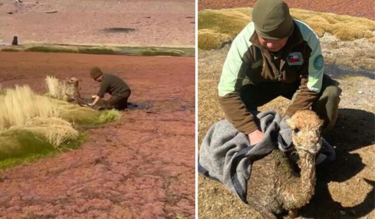 Región de Antofagasta: Salvan vida de Vicuña atrapada en humedal de la cordillera