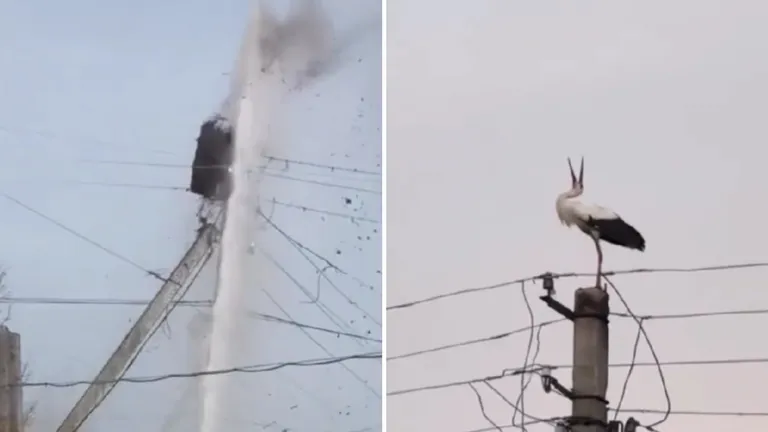 Comunidad Reconstruye Nido de Aves Destruido en Incendio