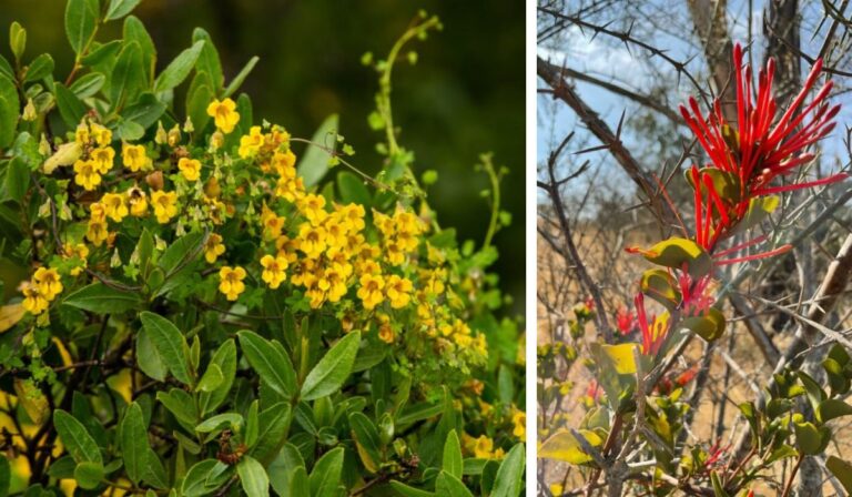 Flores que desafían el frío: Descubre las especies que brillan en la oscuridad invernal