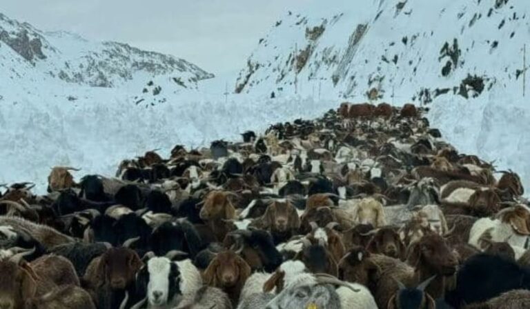 Ganado atrapado en cordillera del Maule: Autoridades gestionaron plan de rescate y envío de alimento
