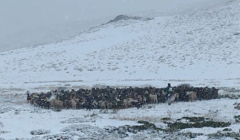 Ganado atrapado en la cordillera: ONG, municipio de San Clemente y Apecrima exigen solución