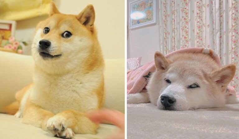 Falleció Kabosu: La tierna perrita que inspiró memes y una criptomoneda