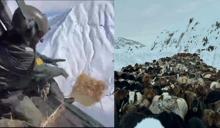 Operativo aéreo y terrestre: Localizaron y llevaron alimento a ganado atrapado en la cordillera