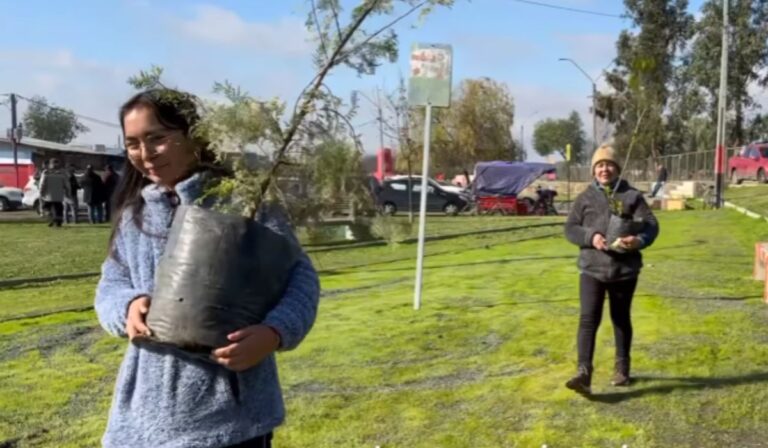 Verde en la ciudad: Plantan 50 árboles nativos en zona urbana de Talca