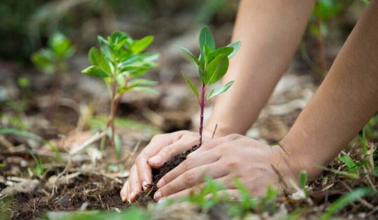 Día del Medio Ambiente: ¿Es posible revertir el daño? La ONU asegura que sí