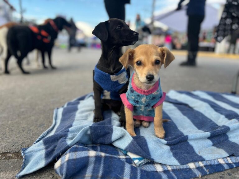 Consigue un amigo de 4 patas: Realizan jornada de adopción en Feria de Cazuelas y de Caldillos de Curicó