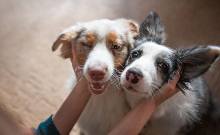 Día internacional del perro: ¡Celebra a tu más fiel compañero! 