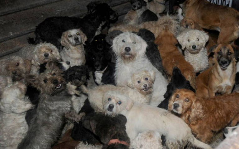 Maltrato animal: ¿Negligencia o normalización?