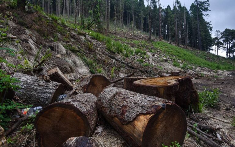 Pelarco: Formalizan a 3 sujetos por robo de madera