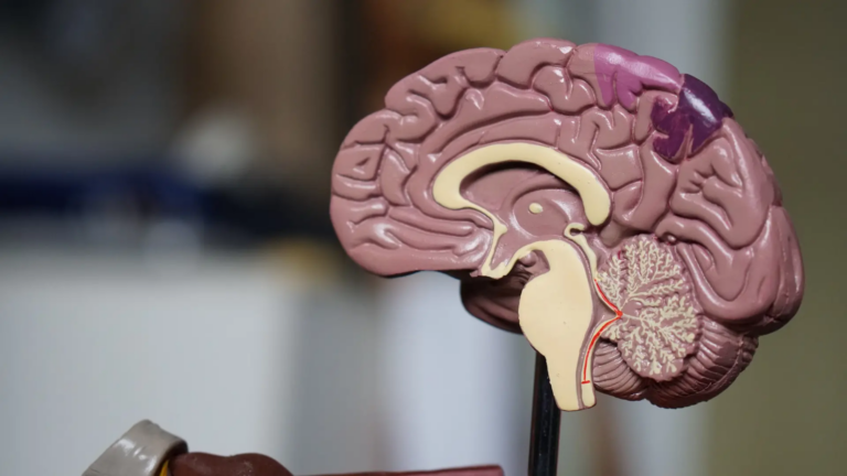 Un descubrimiento preocupante: Estudio revela la presencia de microplásticos en el cerebro humano
