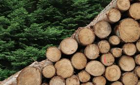 Millonario robo de madera en Chanco: dos imputados son formalizados