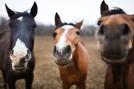 Sorprendente descubrimiento: los caballos pueden pensar y planificar con antelación