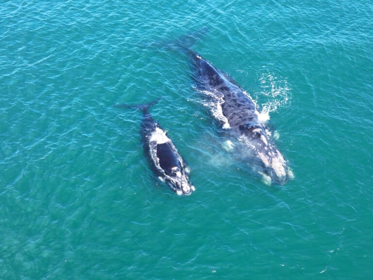 (VIDEO) ¡Impresionante! Ballena Franca Austral y su cría asombran en las costas de Pichilemu