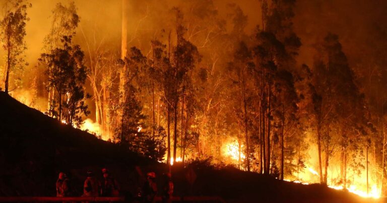 CONAF reportó cerca de 40 incendios forestales durante la jornada de ayer