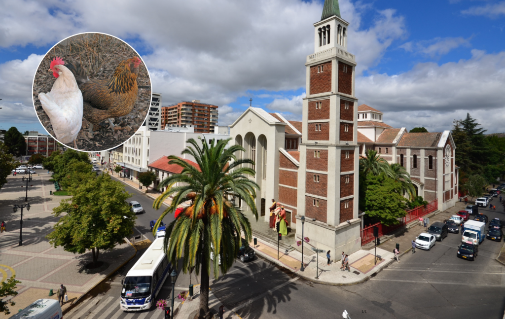 Fertilizantes en Maule causan malos olores en Talca