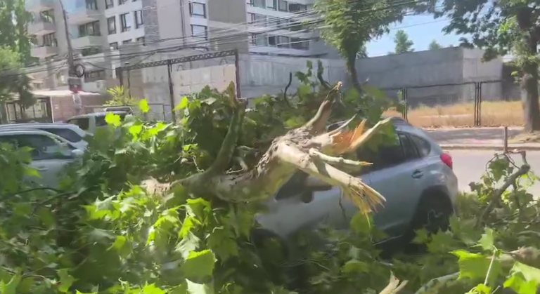 Parte de un árbol se desploma en la Alameda de Talca y cae sobre un vehículo estacionado