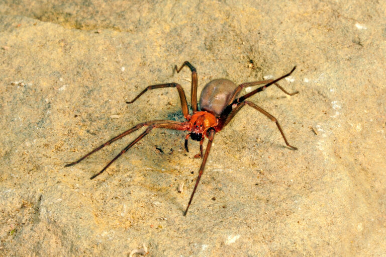 ¡Cuídate este verano! Cómo protegerse de la mordedura de araña de rincón, según experto