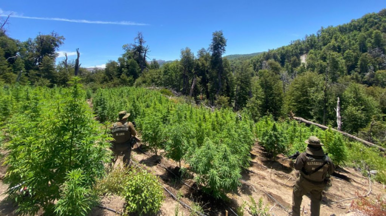 Carabineros incauta más de 9.000 plantas de marihuana en operativos en Curicó y Vichuquén