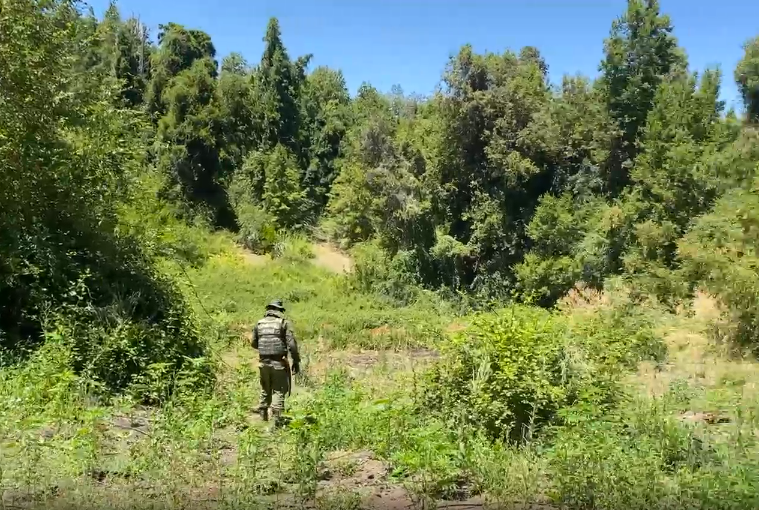 Incautan más de 4.000 plantas: operativo policial desmantela plantación de marihuana en la precordillera de Curicó