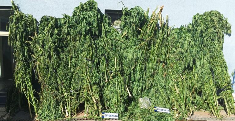 Incautan más de 1.000 plantas de marihuana en Constitución y Pencahue tras operativo policial