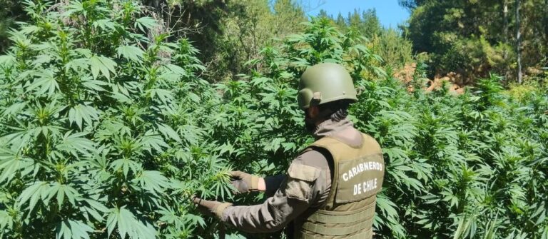 Carabineros incauta más de 30 mil plantas de marihuana en el Maule en lo que va de 2025