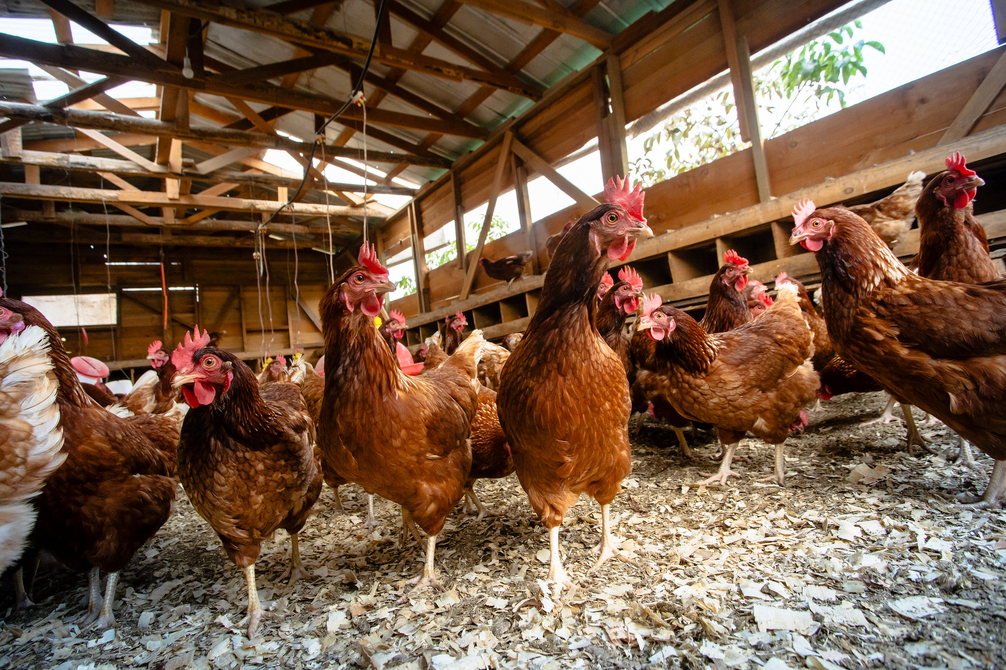 Influenza aviar avanza en Chile: detectan nuevos casos en el Maule