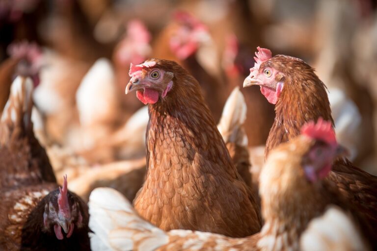 El agro chileno se fortalece ante riesgos sanitarios: Más de 53 mil productores protegidos por seguros estatales